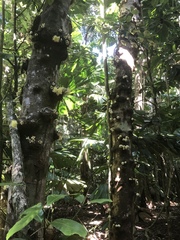 Syzygium cormiflorum