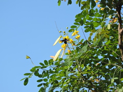 Xylocopa