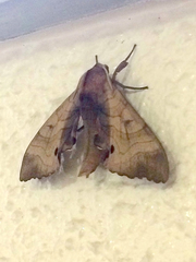 Marumba gaschkewitschii