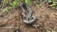 Crotalus ravus ravus