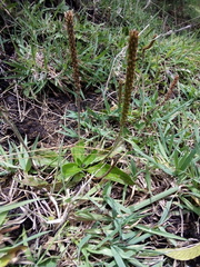 Plantago australis