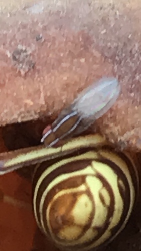 African Fig Fly photo 6