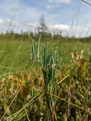 Andromeda polifolia latifolia