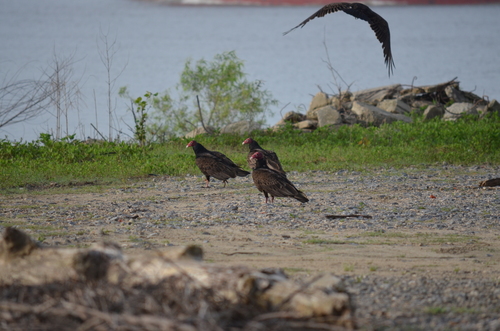 Turkey Vulture photographed in Louisiana