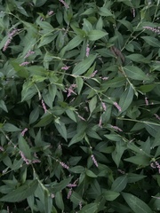 Persicaria