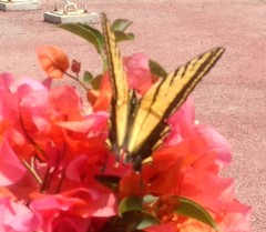 Papilio multicaudata