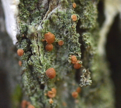 Bacidia rubella