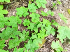 Camonea vitifolia