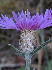 Centaurea × moncktonii