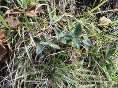 Gaultheria glomerata