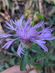 Centaurea × moncktonii