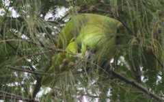 Amazona auropalliata