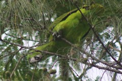 Amazona auropalliata