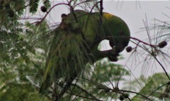 Amazona auropalliata