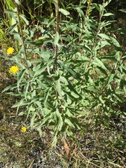 Solidago lepida salebrosa
