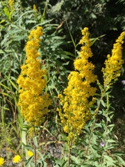 Solidago lepida salebrosa