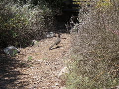 Geococcyx californianus