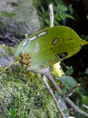 Pleurothallis canaligera