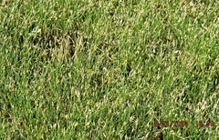 Eleocharis melanostachys