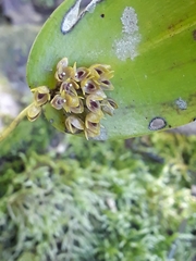 Pleurothallis canaligera