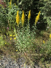 Solidago lepida salebrosa