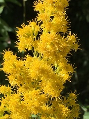 Solidago lepida salebrosa