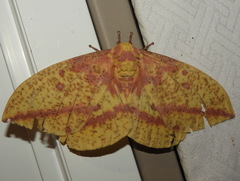 Eacles imperialis pini