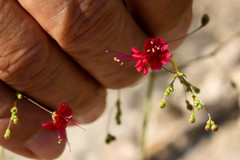 Boerhavia gracillima