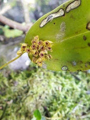 Pleurothallis canaligera