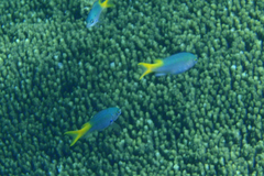 Neopomacentrus azysron