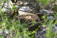 Mammillaria grusonii