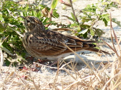 Alauda arvensis japonica