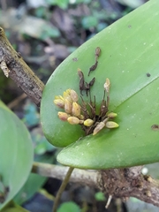 Pleurothallis canaligera