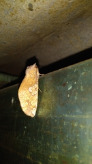 Chliara cresus