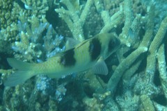 Parupeneus crassilabris