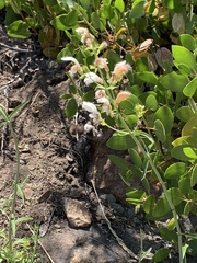 Xylocopa californica californica