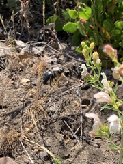 Xylocopa californica californica