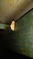 Chliara cresus