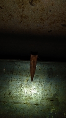 Chliara cresus