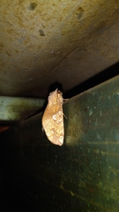 Chliara cresus