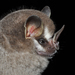 Gervais's Fruit-eating Bat - Photo (c) Roberto Leonan Morim Novaes, some rights reserved (CC BY-NC), uploaded by Roberto Leonan Morim Novaes
