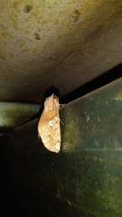 Chliara cresus