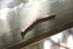 Ophiusini