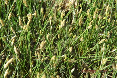 Eleocharis melanostachys