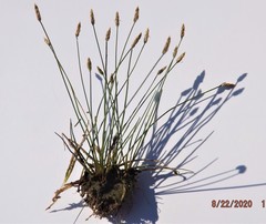 Eleocharis melanostachys