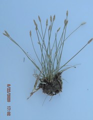 Eleocharis melanostachys