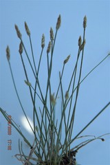 Eleocharis melanostachys