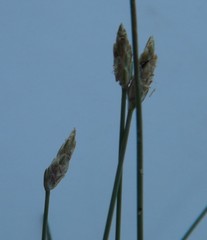 Eleocharis melanostachys
