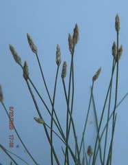 Eleocharis melanostachys