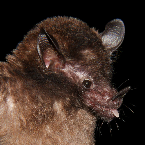 Patton's Nectar Bat (Hsunycteris pattoni) — Data Deficient Mammalia